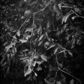 Week 10 Fruitful