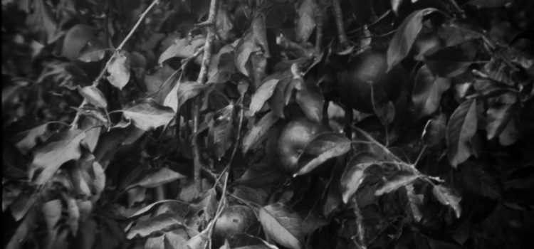 Week 10 Fruitful